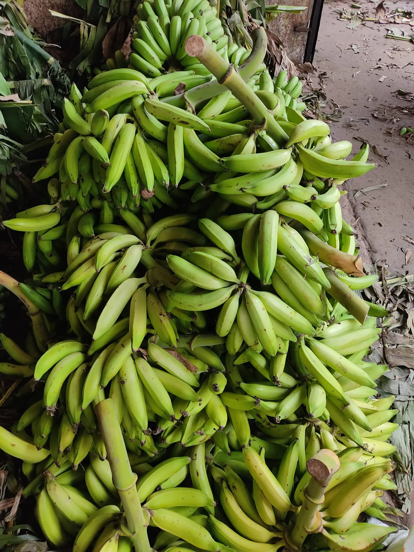 What makes Nendran bananas (plantains) special? 1 Raw Nendran Banana Plantain Bunches Ready to Process for Jaambu scaled